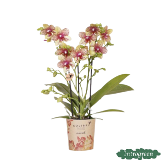 Vlinderorchidee Grosseto