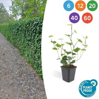 Hedera hibernica – Ierse klimop | Sterke groenblijvende haagplant | 6 t/m 60 stuks