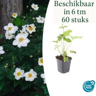 sets van 6 t/m 60 stuks Anemone hybrida 'Honorine Jobert' – Herfstanemoon