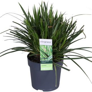 2 stuks Bonte Siergras, Struik, Kleur Groen met Creme, Terrasplant, Balkonplant, Carex morrowii  Ice Dance  - ↨30cm - Ø14