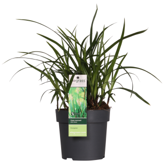 2 stuks Siergras, Struik, Kleur Groen,  Carex morrowii  Irish Green  - ↨30cm - Ø14