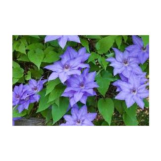 Clematis 'Jackmanii' – Paarse klimplant met grote bloemen - set van 1, 3 of 4 stuks