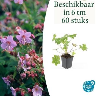 6 Stuks Ooievaarsbek / Geranium  macrorrhizum Ingwersen Variety,  licht Rose Bloemen, Winterhard - ↕10-25cm - Ø9cm
