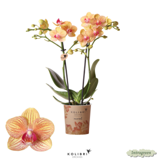 2 stuks Oranje Vlinderpracht:  Orchidee Jamaica,  Ø9cm Pot, Vlinderorchidee
