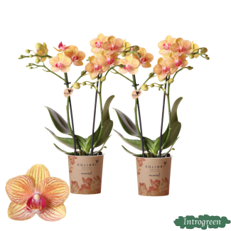 2 stuks Vlinderorchidee Jamaica