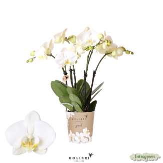 Mooie Vlinder Orchidee Jewel Ghent, Kleur Wit, KadoTip, potmaat Ø12cm ,bloeiende kamerplant