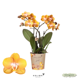 Mooie Vlinder Orchidee Jewels Las Vegas, Kleur Oranje/goud, KadoTip, potmaat Ø12cm ,bloeiende kamerplant