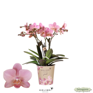 Mooie Vlinder Orchidee Jewel Treviso, Kleur Oud Roze, KadoTip, potmaat Ø12cm ,bloeiende kamerplant