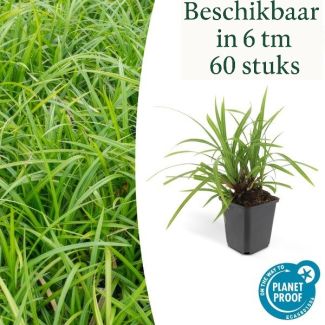 6 tot 60x Japanse zegge 'Irish Green'  Carex morrowii, onderhoudsvriendelijke buitenplant