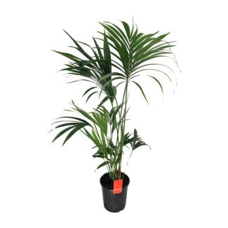 Kentia palm