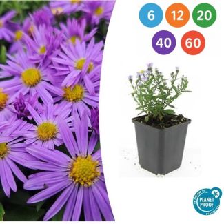 Aster Prof. Anton Kippenberg – Bodembedekkende Herfstaster – 6 t/m 60 stuks