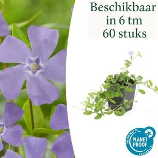 6 tot 60 Stuks Maagdenpalm / Vinca minor 'La Grave', Schaduwrijke Plant, Bloem kleur Helder Blauw-Paars - ↕10-25cm - Ø9cm