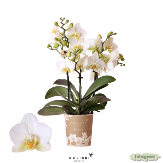 Vlinder Orchidee Lausanne, Kleur Wit, Bloeiende Kamerplant,  Phalaenopsis Orchideeën, Potmaat 12cm