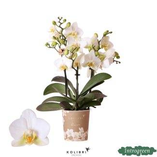 Vlinderorchidee Lausanne