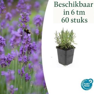 6 tot 60 Stuks Lavendel tuinplanten - Lavandula angustifolia 'Munstead' - ↕10-25cm - Ø9cm