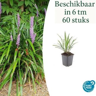 6 tot 60 stuks Wintergroen Siergras  Liriope muscari 'Ingwersen' 