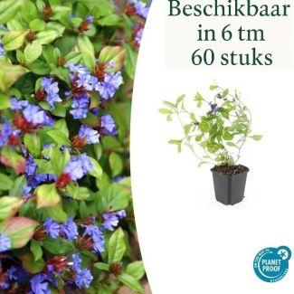 6 tot 60 Stuks Loodkruid / Ceratostigma plumbaginoides, Blauw/Paarse Bloemen, rood tot bronskleurig Blad in de Herfst - ↕10-25cm - Ø9cm