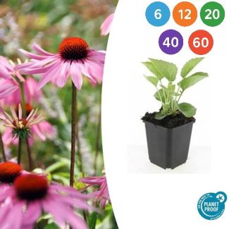 Echinacea purpurea 'Magnus' – Rode Zonnehoed met Felroze Bloemen – Ideaal voor Borders en Wilde Tuinen - 6 t/m 60 stuks