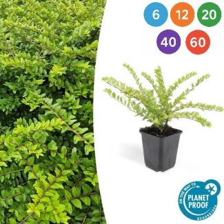 Lonicera nitida 'Maigrün' – Groenblijvende haagplant, sterk en snoeivriendelijk, 6 t/m 60 Stuks