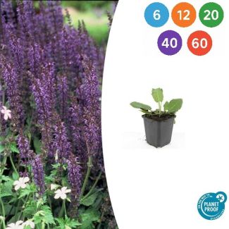 Salvia nemorosa 'Mainacht' – Bossalie met Blauwpaarse Bloei | 6–60 Planten