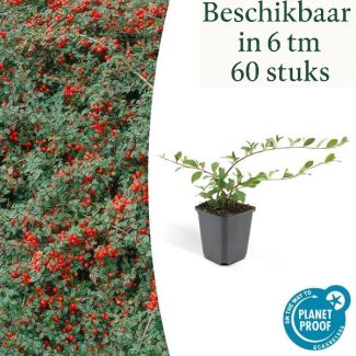 6 tot 60x Dwergmispel 'Major' Cotoneaster dammeri  ↕25cm - Ø9cm sterke  winterharde bodembedekker