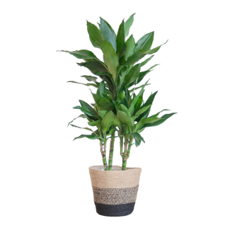 Dracaena Janet Lind met Lissabon mand zwart – 95 cm – Ø21