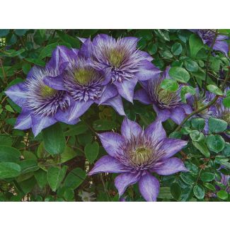 1, 3, 4 stuks Clematis 'Multi Blue' – Dubbelbloemige Blauwe Clematis | Klimplant 2m Hoog