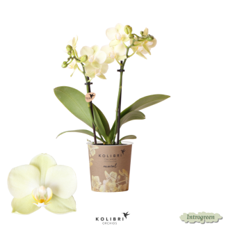 2 stuks Gele Vlinderpracht: Vlinderorchidee, Mexico, Ø9cm Pot,  35 cm hoog