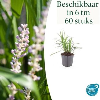 6 tot 60 Stuks Leliegras Moneymaker - Liriope muscari  - ↕10-25cm - Ø9cm - opvallende paarse bloemen