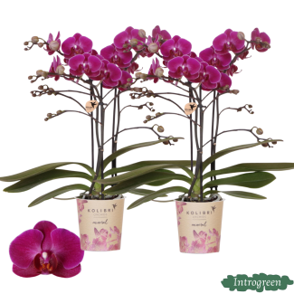 2 stuks Vlinderorchidee Morelia