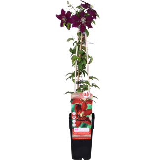 Clematis ‘Niobe’ – Roodbloeiende klimplant – Ø15 cm – ↨65 cm hoog 1,2, 4 Stuks