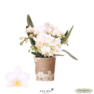 Betoverend Bloemenspektakel  | Witte Phalaenopsis Orchidee Nazaré - Potmaat Ø9cm | Vers geleverd