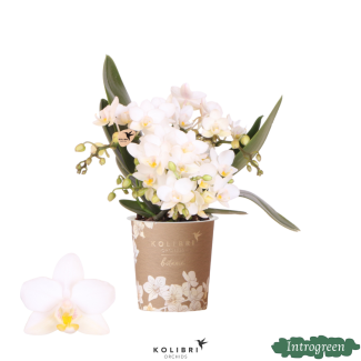 Vlinderorchidee Nazaré