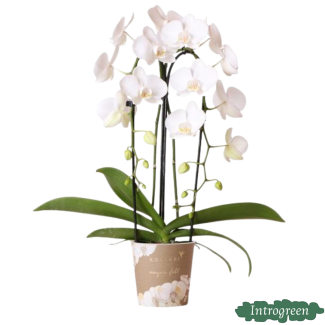 Vlinderorchidee Niagara Fall