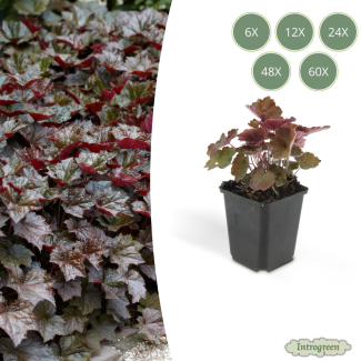 6 tot 60 Stuks Sierlijk PaasKlokje, Diep Paars/Brons Blad, Bodembedekker, Heuchera mic.  Palace Purple  - ↕10-25cm - Ø9cm