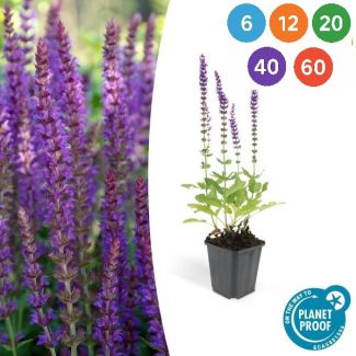 Salvia nemorosa ‘Ostfriesland’ – Sterke en langbloeiende vaste plant met paarse bloemaren - 6 tot 60 stuks