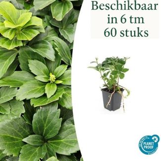 6 tot 60 Stuks Schaduwkruid / Pachysandra terminalis, Groenblijvende Bodembedekker - ↕10-25cm - Ø9cm