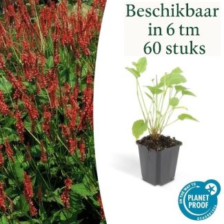 6 tot 60x Persicaria amplexicaulis – Rode duizendknoop – Sterke vaste plant – Pluimvormige bloei juli-september – Ø9 cm pot
