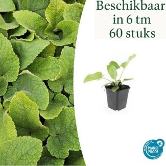 Phlomis russeliana – Brandkruid Groenblijvende Borderplant & Bodemdekker | Verkrijgbaar in 6, 12, 20, 40 & 60 Stuks