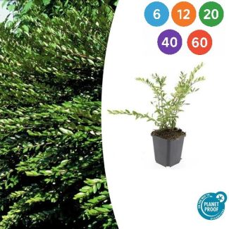 Lonicera pileata – Groenblijvende bodembedekker met sierwaarde - 6 t/m 60 stuks
