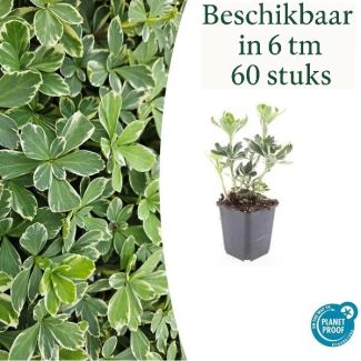 6 tot 60 stuks Dikkemanskruid  / Pachysandra terminalis 'Variegata' - Bodembedekkers schaduw -  ↕10-25cm | winterhard