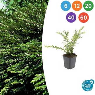 Lonicera pileata 'Purple Pearl' – Wintergroene bodembedekker met paars getinte bladeren - 6 - 60 stuks