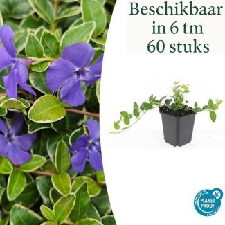 6 tot 60 Stuks Maagdenpalm / Vinca minor 'Ralph Shugert ', Lichtblauwe Stervormige Bloemen - ↕10-25cm - Ø9cm