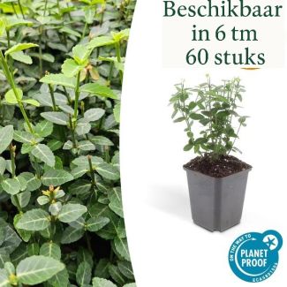 60 Stuks Kardinaalsmuts / Euonymus fortunei radicans, Klimplant, Bodembedekker, Groenblijvende Zeer Winterhard, ca ↕25cm - Ø9cm