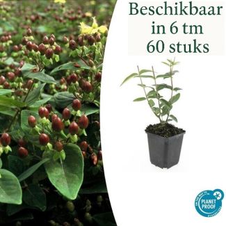6 tot 60 Stuks Johanneskruid / Hypericum inodorum 'Rheingold', Hertshooi, Gele Bloemen en Sierlijke Bessen ↕10-25cm - Ø9cm