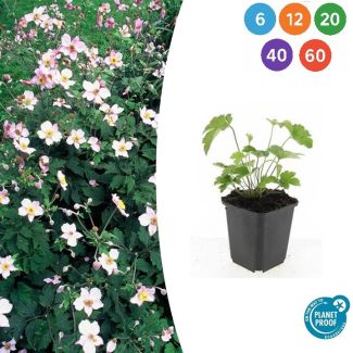 Anemone tomentosa 'Robustissima' – Robuuste vaste plant | Witte bloemen | 90-100 cm | Halfschaduw | Sets 6-60