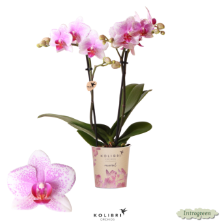 Mooie Vlinder Orchidee Mineral Rotterdam, Kleur Roze, KadoTip, potmaat Ø9cm ,bloeiende kamerplant