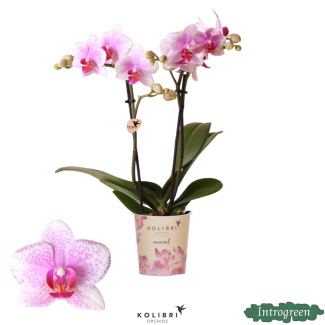 vlinderorchidee Rotterdam