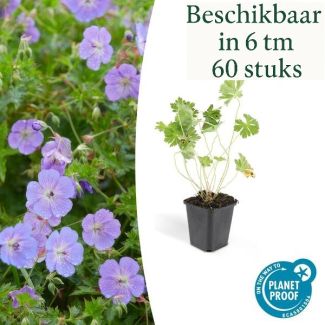 6 tot 60 Stuks Ooievaarsbek / Geranium Rozanne, Lilakleurige Bloemen van mei tot ver in het najaar!  - ↕10-25cm - Ø9cm