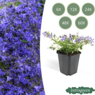  Blauwe klokjesbloem